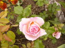 Rosa Dimov-urcator-