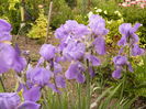 Iris Palida