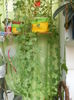 lophospermum