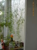 asparagus