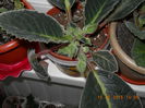 gloxinia