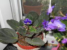 violeta