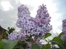 Syringa vulgaris_Lilac (2015, April 28)