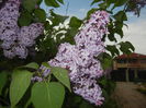 Syringa vulgaris_Lilac (2015, April 28)