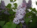 Syringa vulgaris_Lilac (2015, April 28)