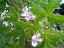 citronela