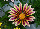 Gazania