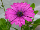 Osteospermum_margareta_africana