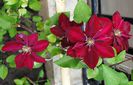 15 mai,clematis Rebecca