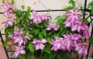 15 mai, clematis Betty Risdon