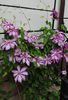 clematis Betty Risdon
