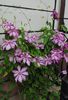 15 mai,clematis Betty Risdon
