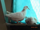 DSC08018