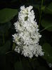 White Lilac Tree (2015, April 28)