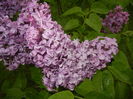 Lilac Ruhm von Horstenstein (`15,Apr.29)