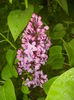 Lilac Ruhm von Horstenstein (`15,Apr.29)