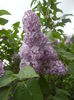Syringa vulgaris_Lilac (2015, April 29)