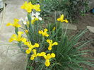 Iris holandica