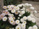 Bellis