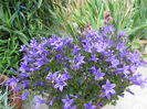 Campanula