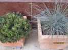 Urechelnita si iarba albastra-festuca glauca