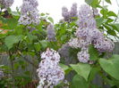Syringa vulgaris_Lilac (2015, April 30)