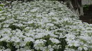 DSC00042