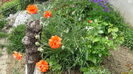 DSC00049