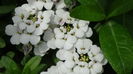 DSC00099