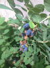 Lonicera Kamtschatica 16.05.2015