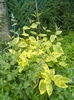 Cornus