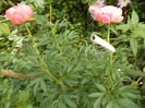 DSC03751
