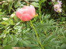 DSC03752