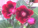 gloxinia1