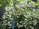 Viburnum