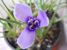 Herbertia amoena