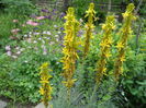 Asphodeline lutea