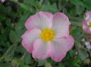 Cistus 'Grayswood Pink'