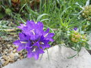 Edraianthus graminifolius