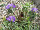 Edraianthus graminifolius