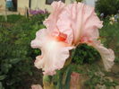 Vision in Pink