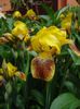 iris (11)