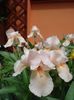 iris (12)