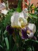 iris (13)