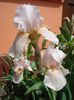 iris (14)