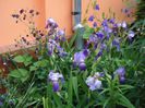 iris (16)
