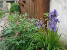 iris (20)