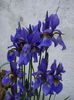 iris (21)
