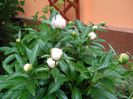 prin gradina (1)
