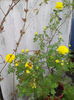 puisoru cu flori multe Persian Yellow